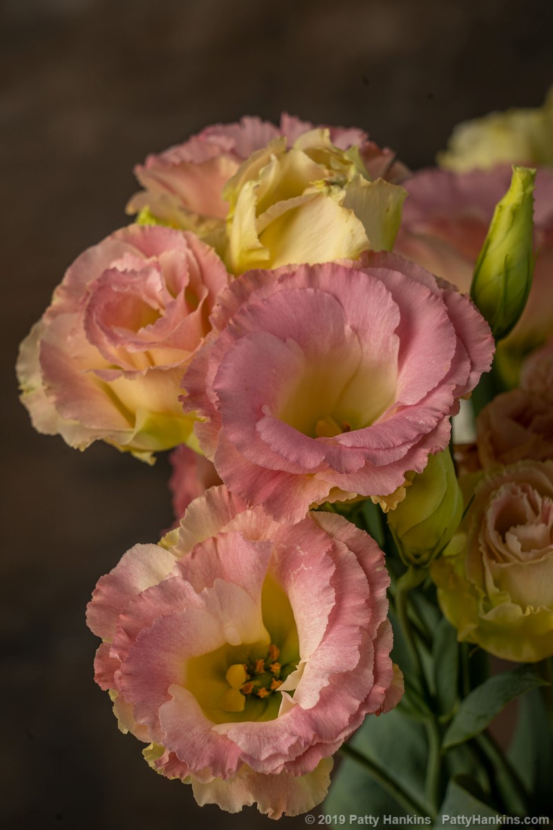 Lisianthus © 2019 Patty Hankins