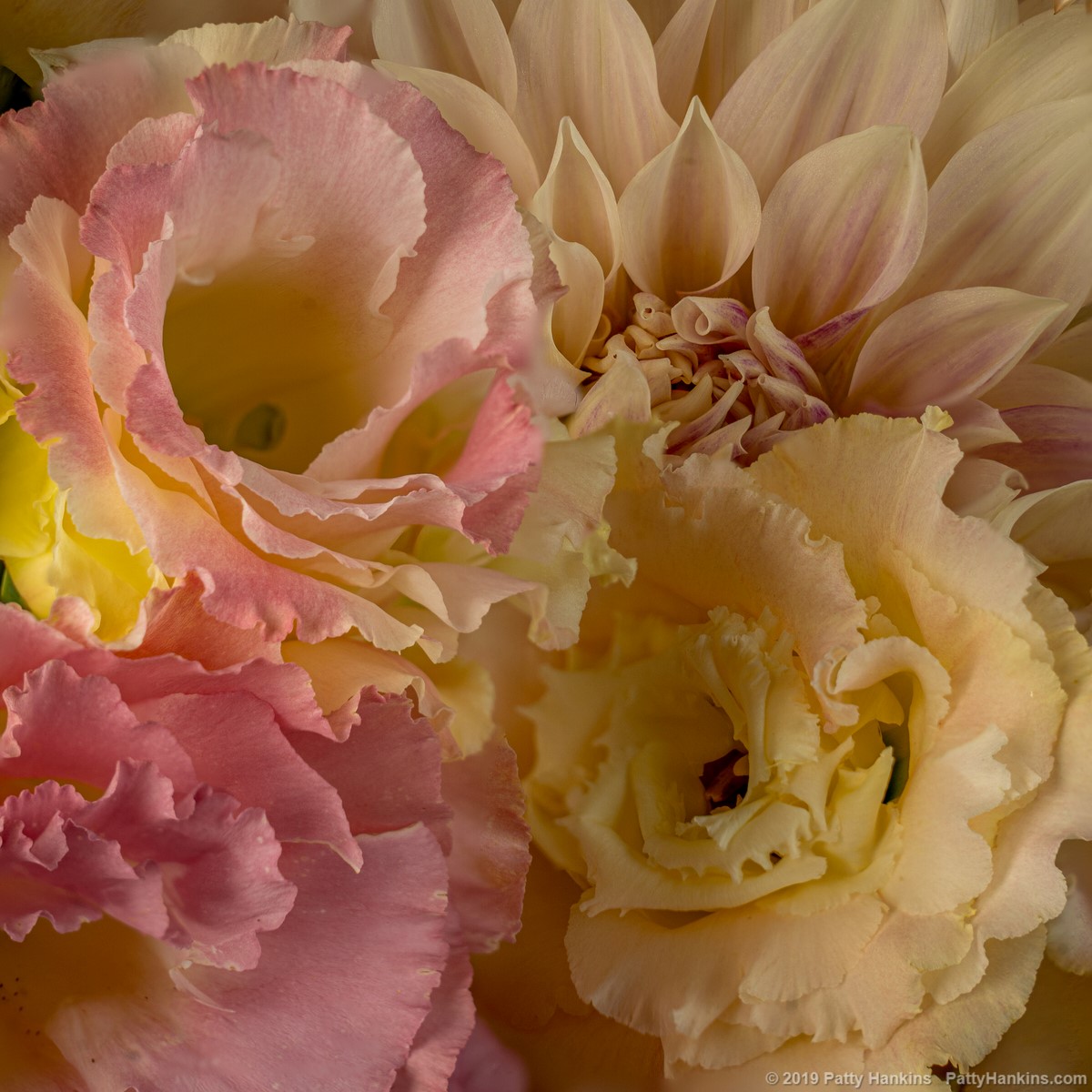 Lisianthus & Dahlias © 2019 Patty Hankins