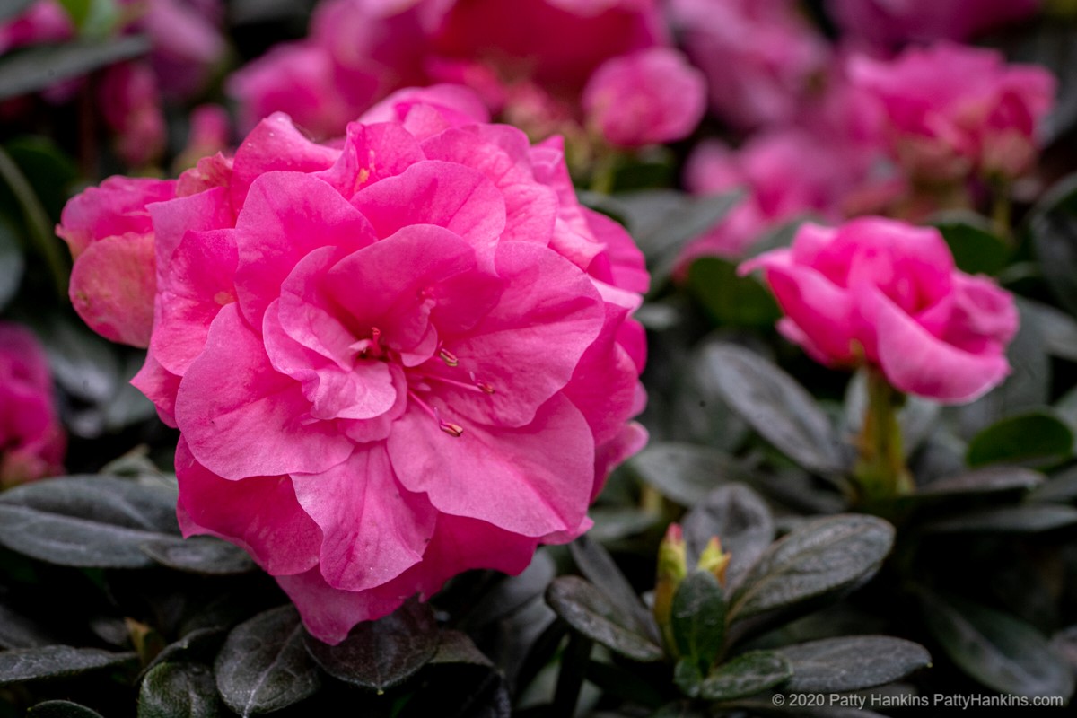 Remembrance Azaleas © 2020 Patty Hankins