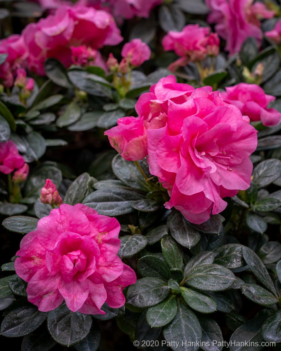 Remembrance Azaleas © 2020 Patty Hankins