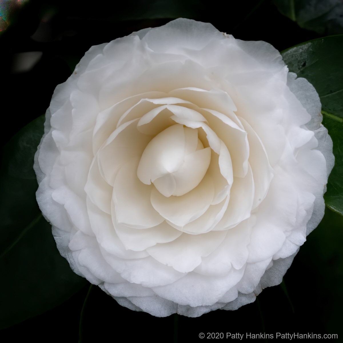 Camellia © 2020 Patty Hankins