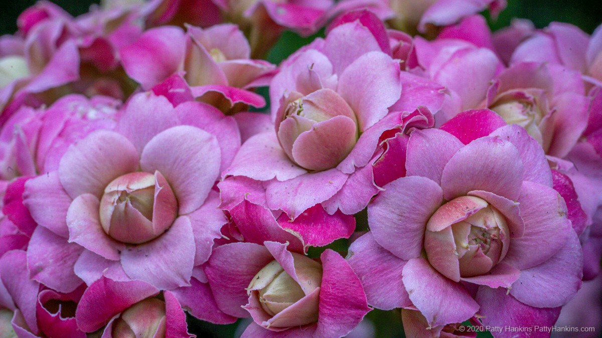 Kalanchoe blossfeldiana © 2020 Patty Hankins