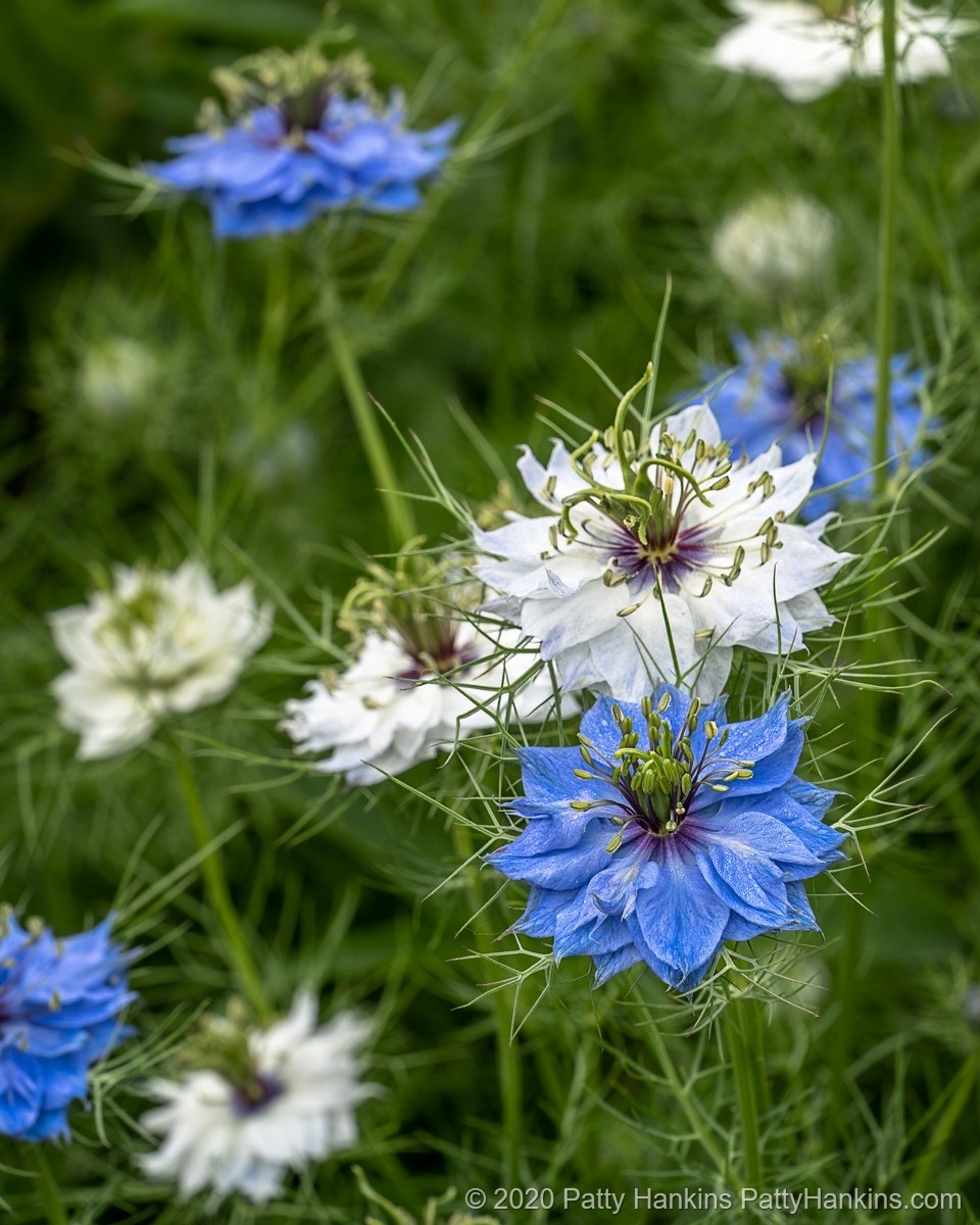 Love in the Mist (Nigella damascena) © 2020 Patty Hankins