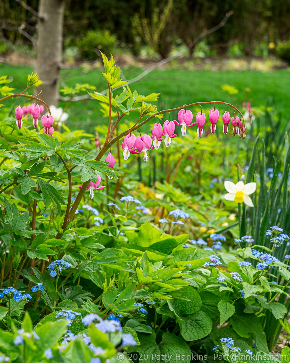 Spring at Chanticleer Garden © 2020 Patty Hankins