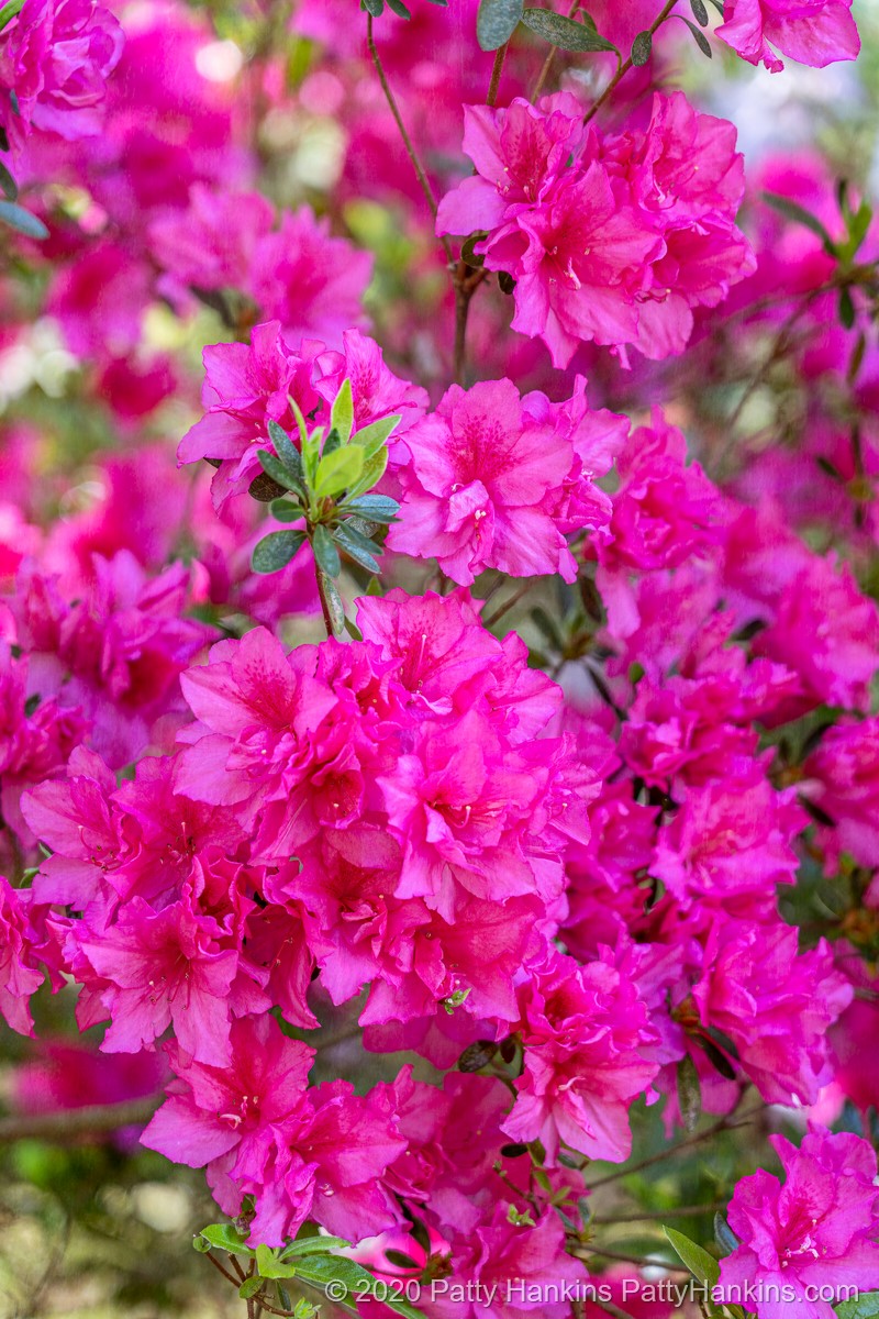 Azaleas © 2020 Patty Hankins  Background texture from The Coffeeshop Blog