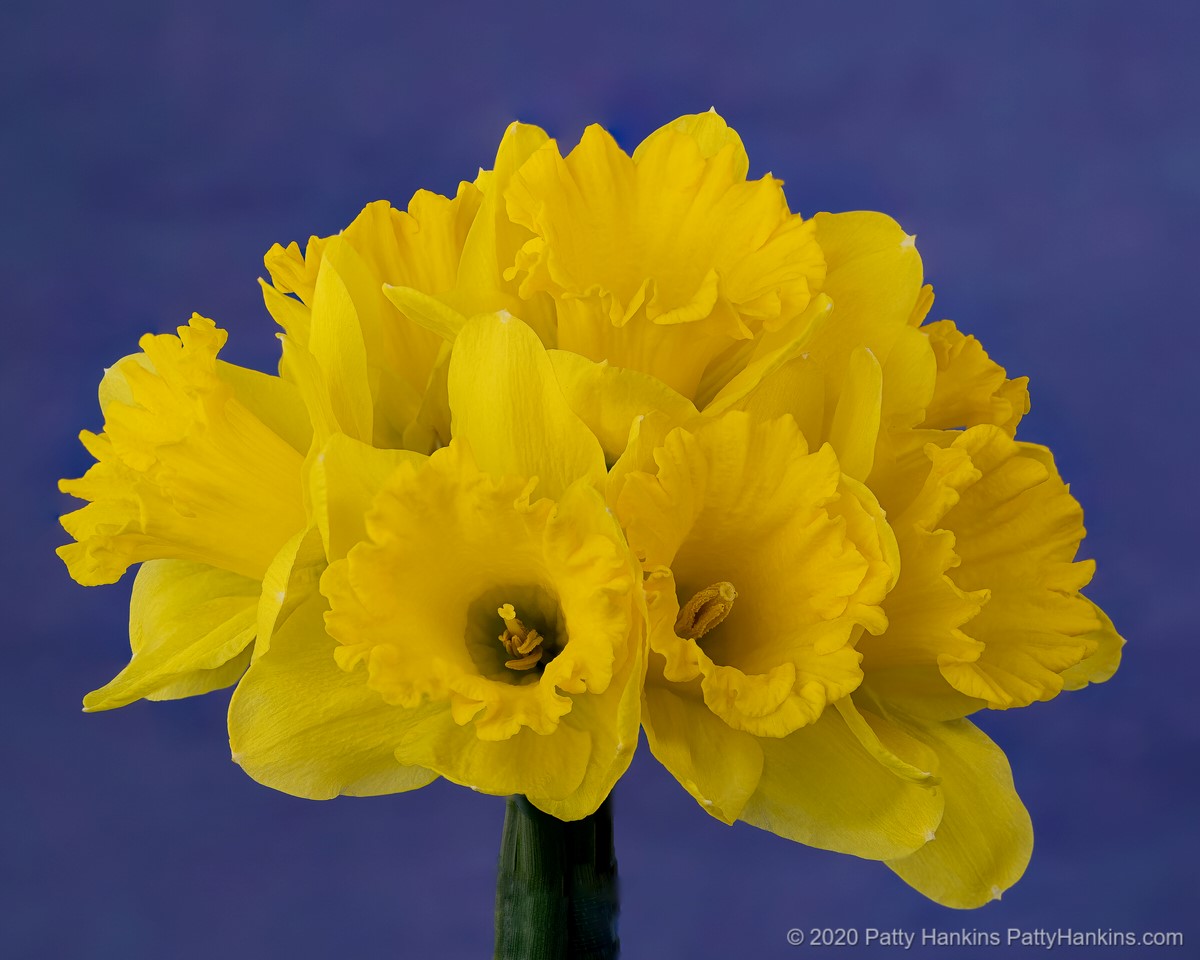 Daffodils © 2020 Patty Hankins