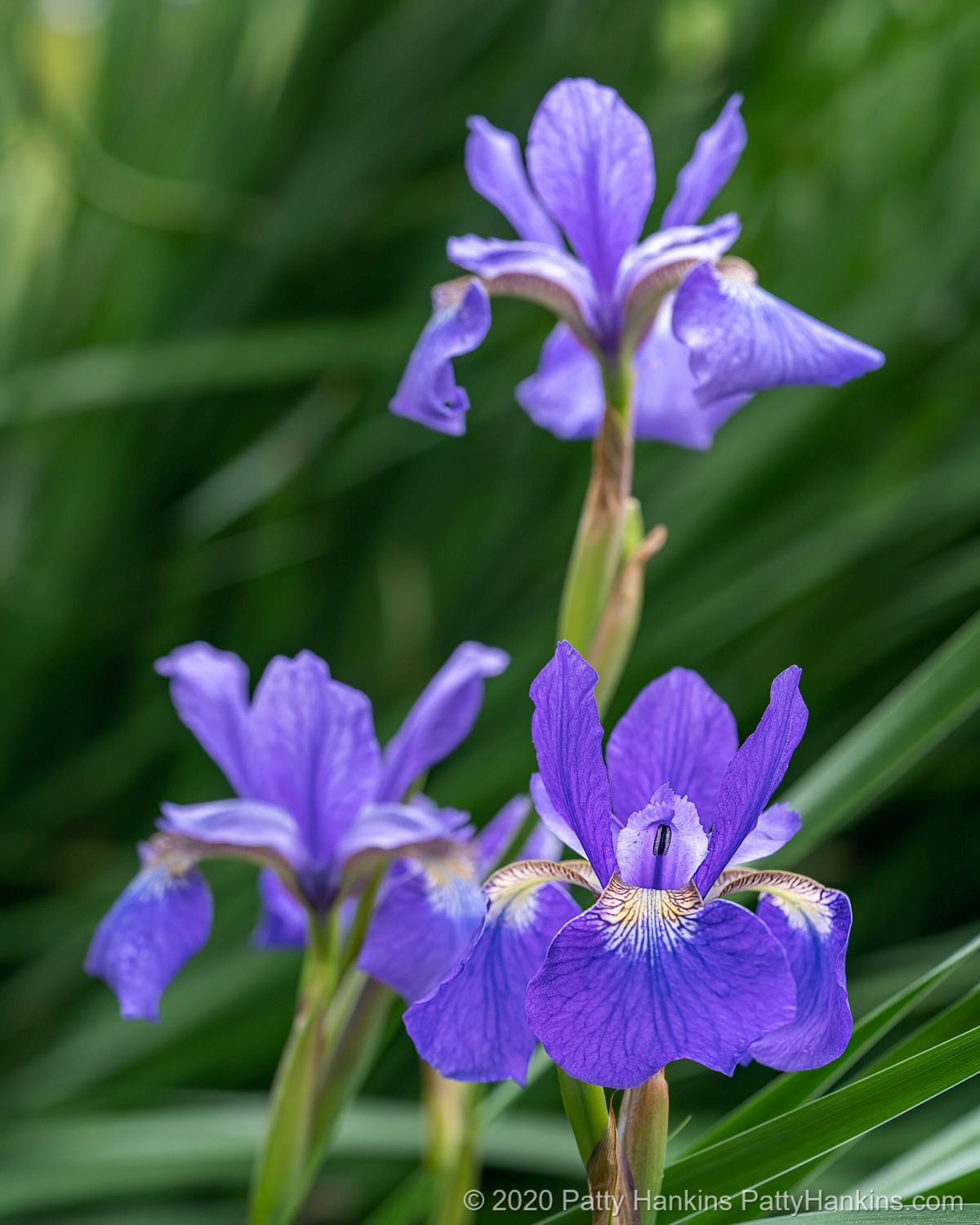 Sky Wings Siberian Irises © 2020 Patty Hankins