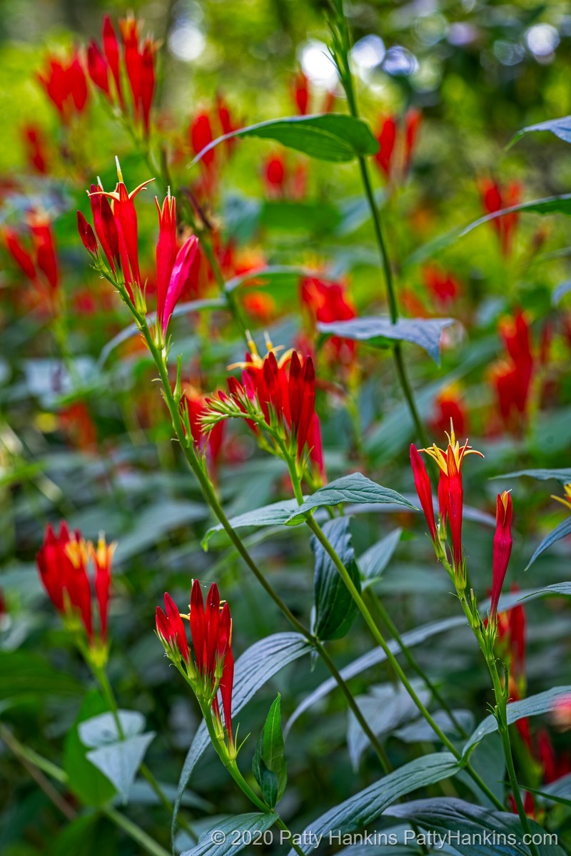 Woodland Pinkroot - spigelia marilandica © 2020 Patty Hankins