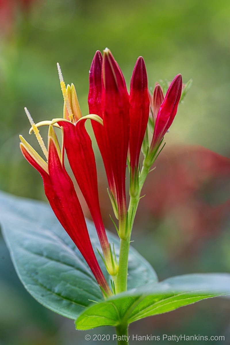 Woodland Pinkroot - spigelia marilandica © 2020 Patty Hankins