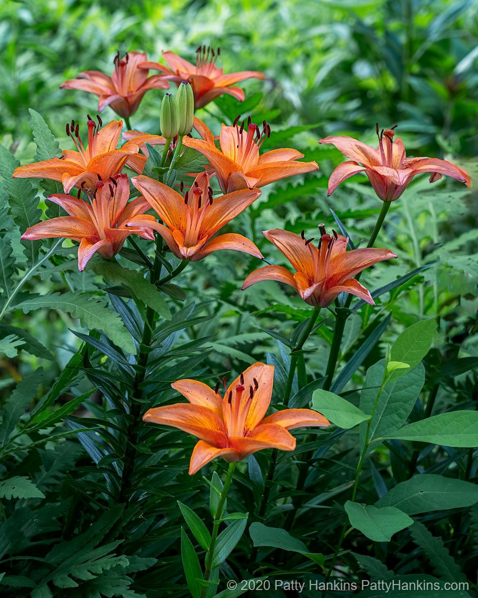 Orange Lilies © 2020 Patty Hankins