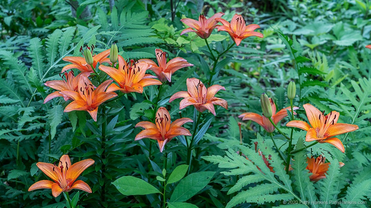 Orange Lilies © 2020 Patty Hankins