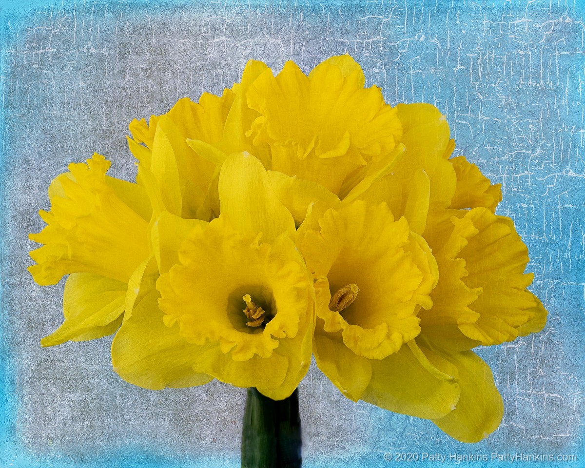 Daffodils © 2020 Patty Hankins  Background texture from The French Kiss Collection