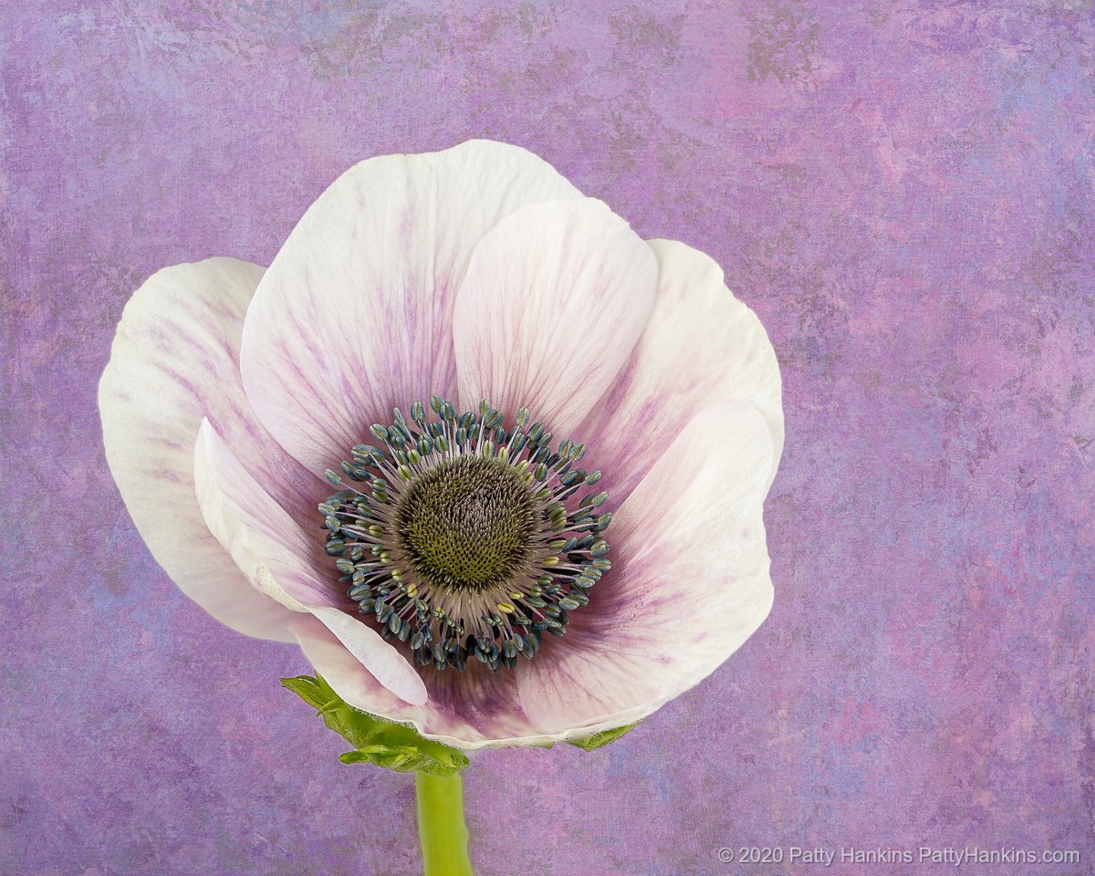 Poppy Anemone © 2020 Patty Hankins