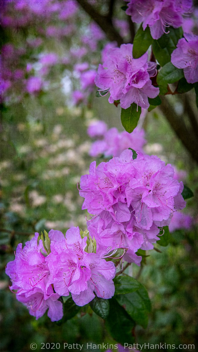 Rhododendron © 2020 Patty Hankins Background Textures from 2LilOwls and Definitely Dreaming