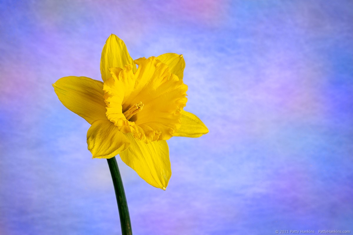 Daffodil © 2021 Patty Hankins