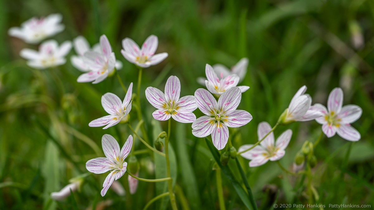 Spring Beauty - claytonia virginica © 2020 Patty Hankins