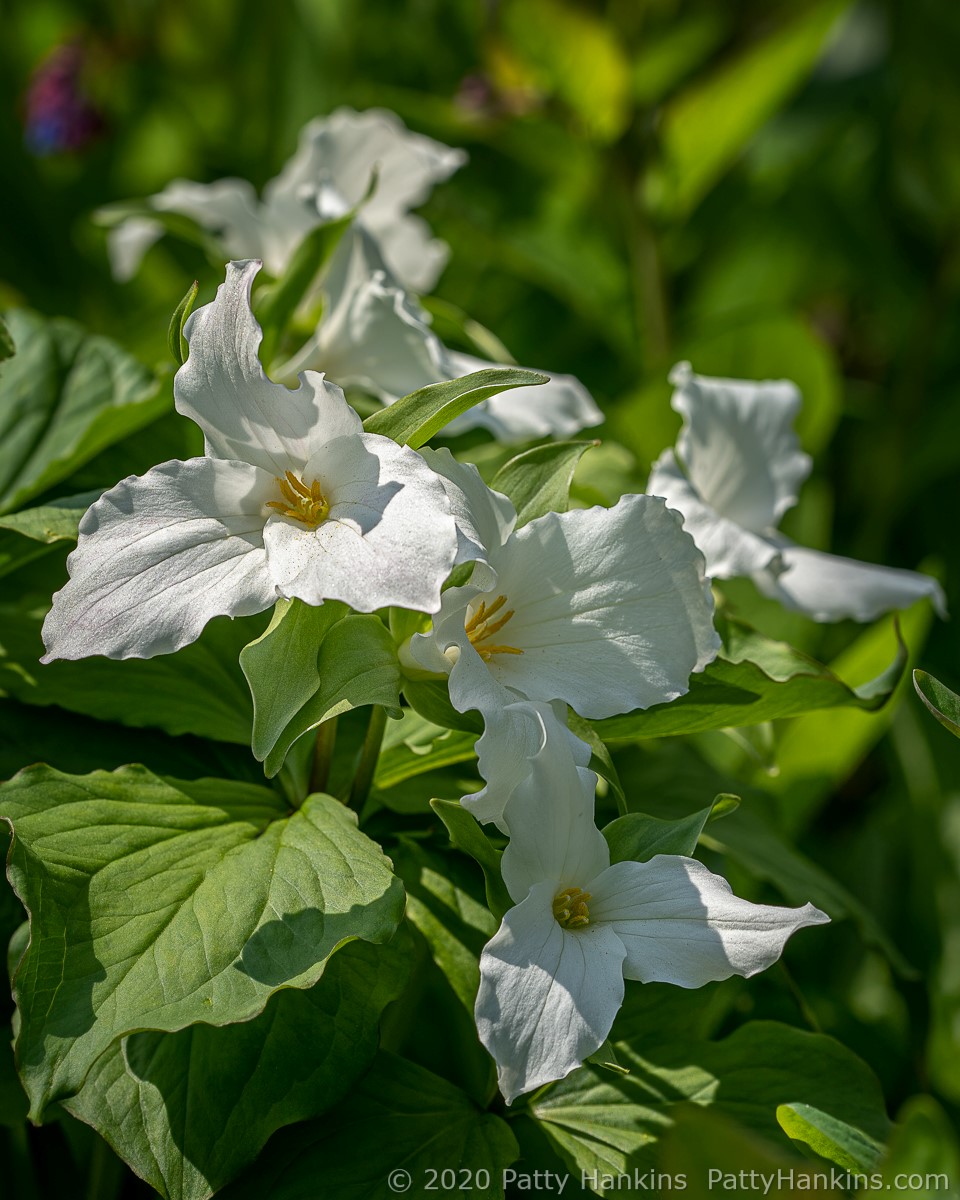 Trillium grandiflorum © 2020 Patty Hankins