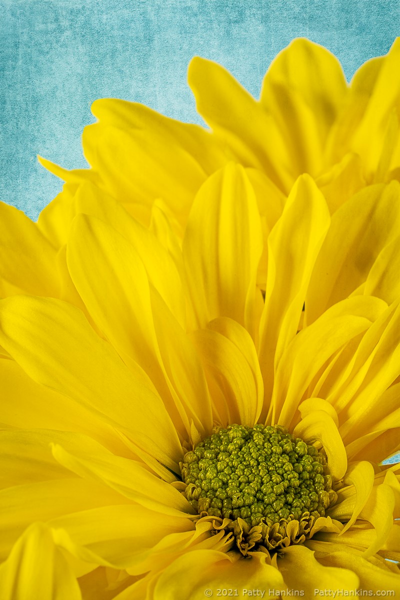 Yellow Chrysanthemums © 2021 Patty Hankins Background Textures from French Kiss Collections and 2 Lil Owls 