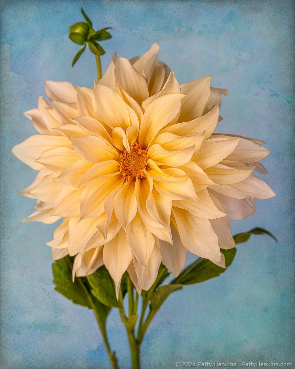 Dahlia © 2021 Patty Hankins Background textures from French Kiss Collections