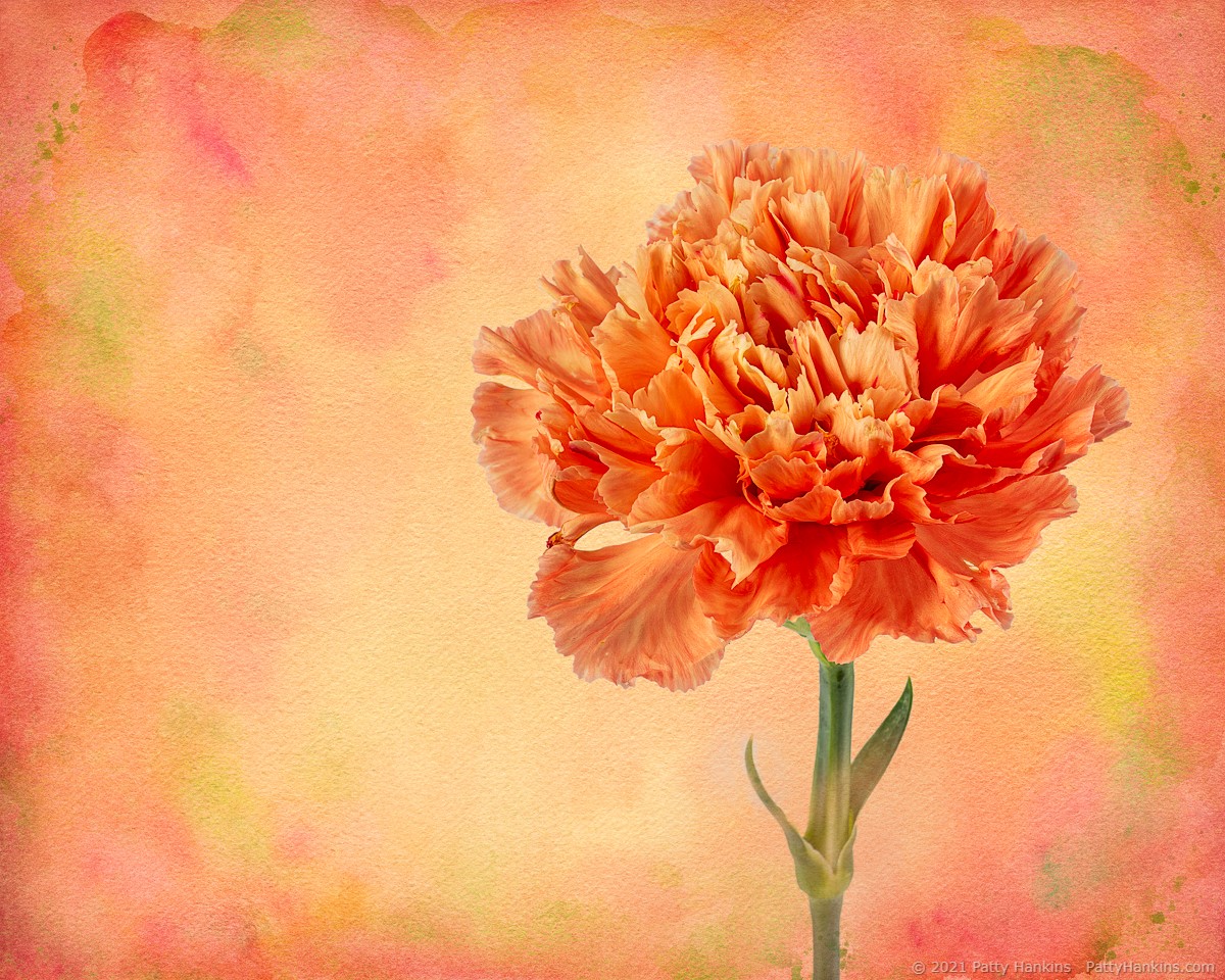 Orange Romeo Carnation © 2021 Patty Hankins Background texture from the French Kiss Collections