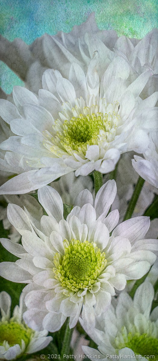 White Chrysanthemums © 2021 Patty Hankins Background textures from French Kiss Collections