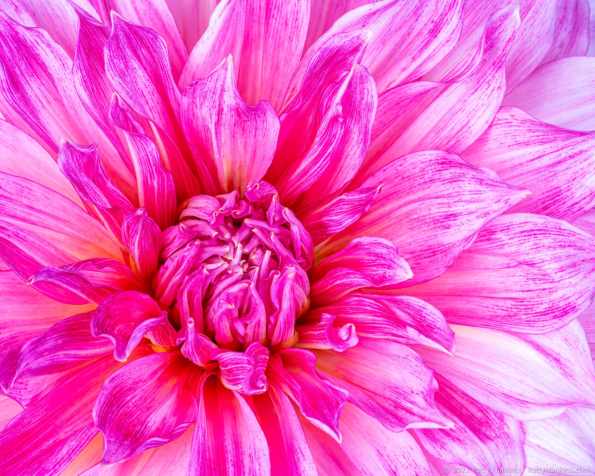 Dahlia © 2021 Patty Hankins