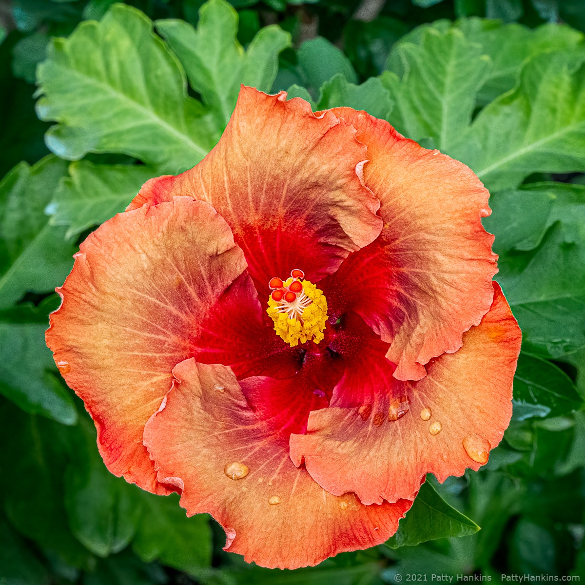 Orange Truffle Hibiscus © 2021 Patty Hankins