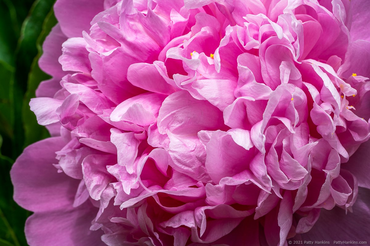 Peony © 2021 Patty Hankins