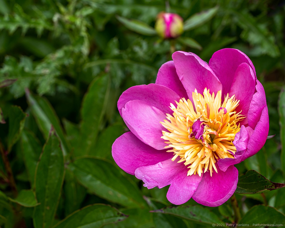 Peony © 2021 Patty Hankins