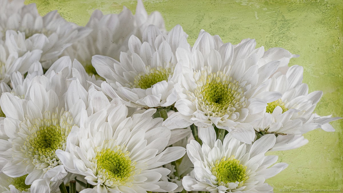 White Chrysanthemums © 2021 Patty Hankins 