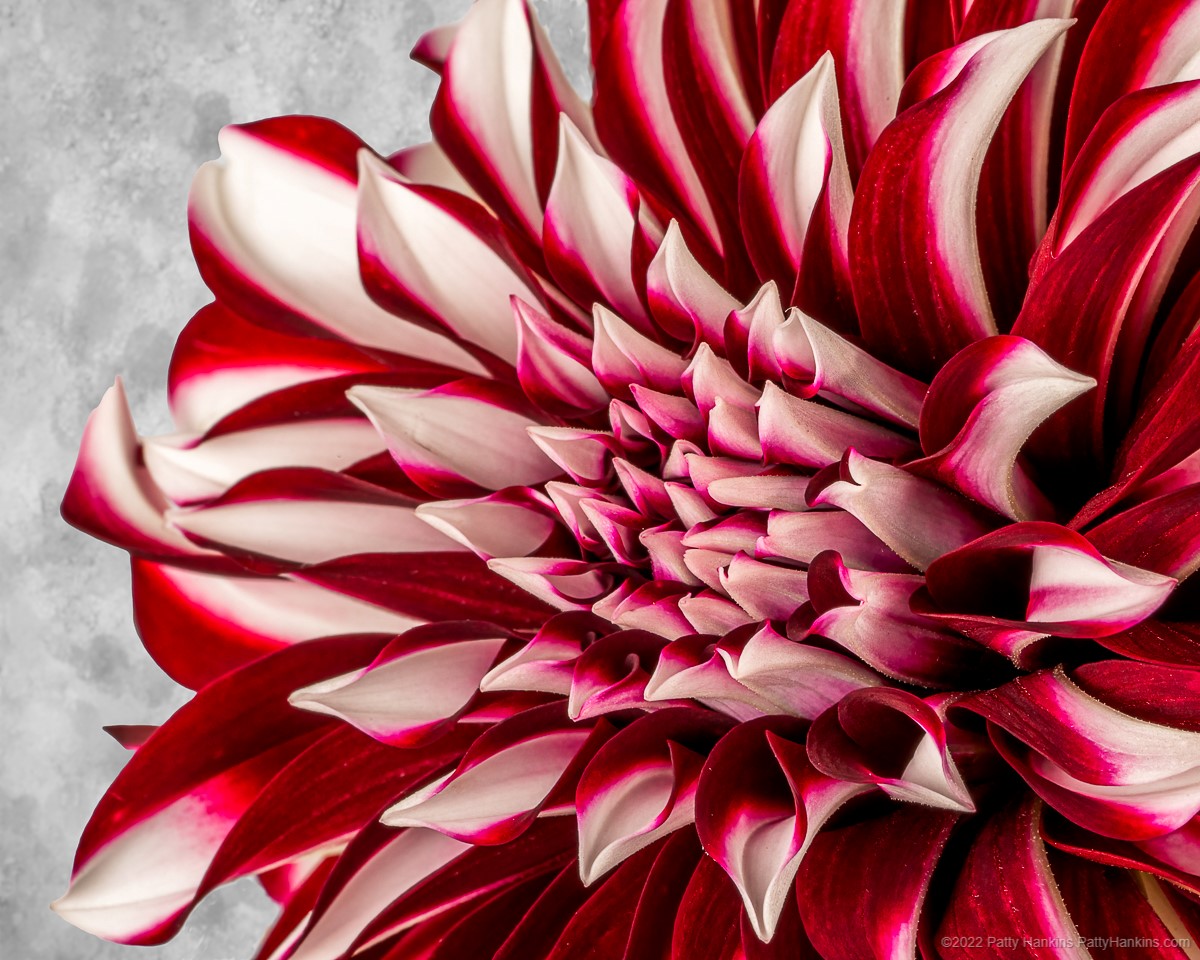 Red & White Dahlia © 2022 Patty Hankins