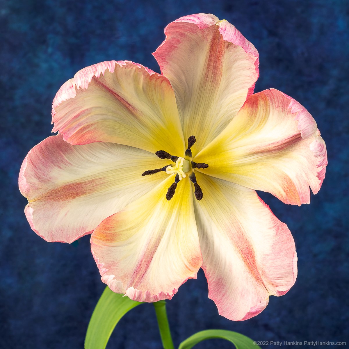 Pink & White Tulip © 2022 Patty Hankins