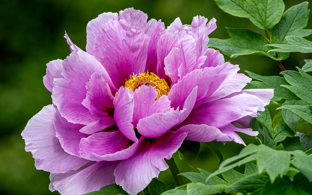 Beautiful Flowers