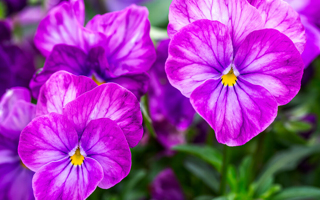 Beautiful Flowers