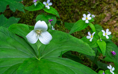 Beautiful Flowers