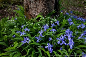 Crested Dwarf Iris and Star Chickweed