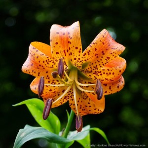 Turk's Cap Lily (Lilium Superbum)