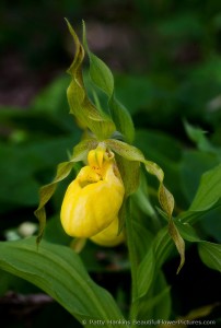 Yellow Lady's Slipper Orchid (Cypripedium parviflorum)