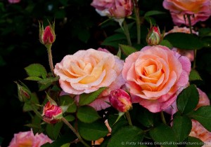Pair of Day Breaker Roses