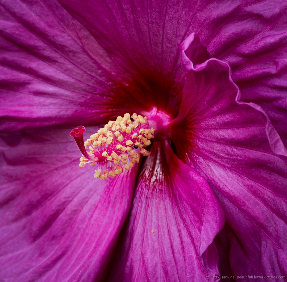 Photographing Flowers (Without Swearing at Your Camera!) Workshop ...