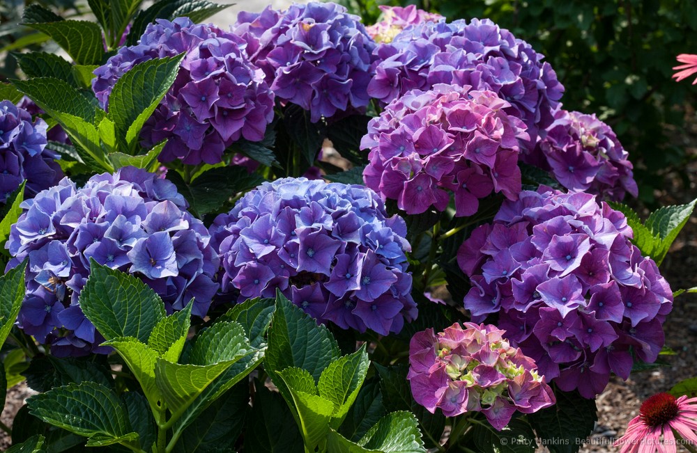 2013_04_hydrangea_forever_pink_4439 - Beautiful Flower Pictures