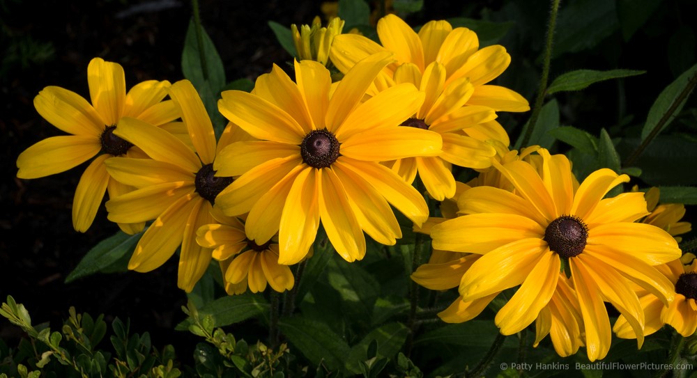 2014_07_black_eyed_susan_indian_summer_0779