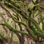 Live Oaks with Spanish Moss
